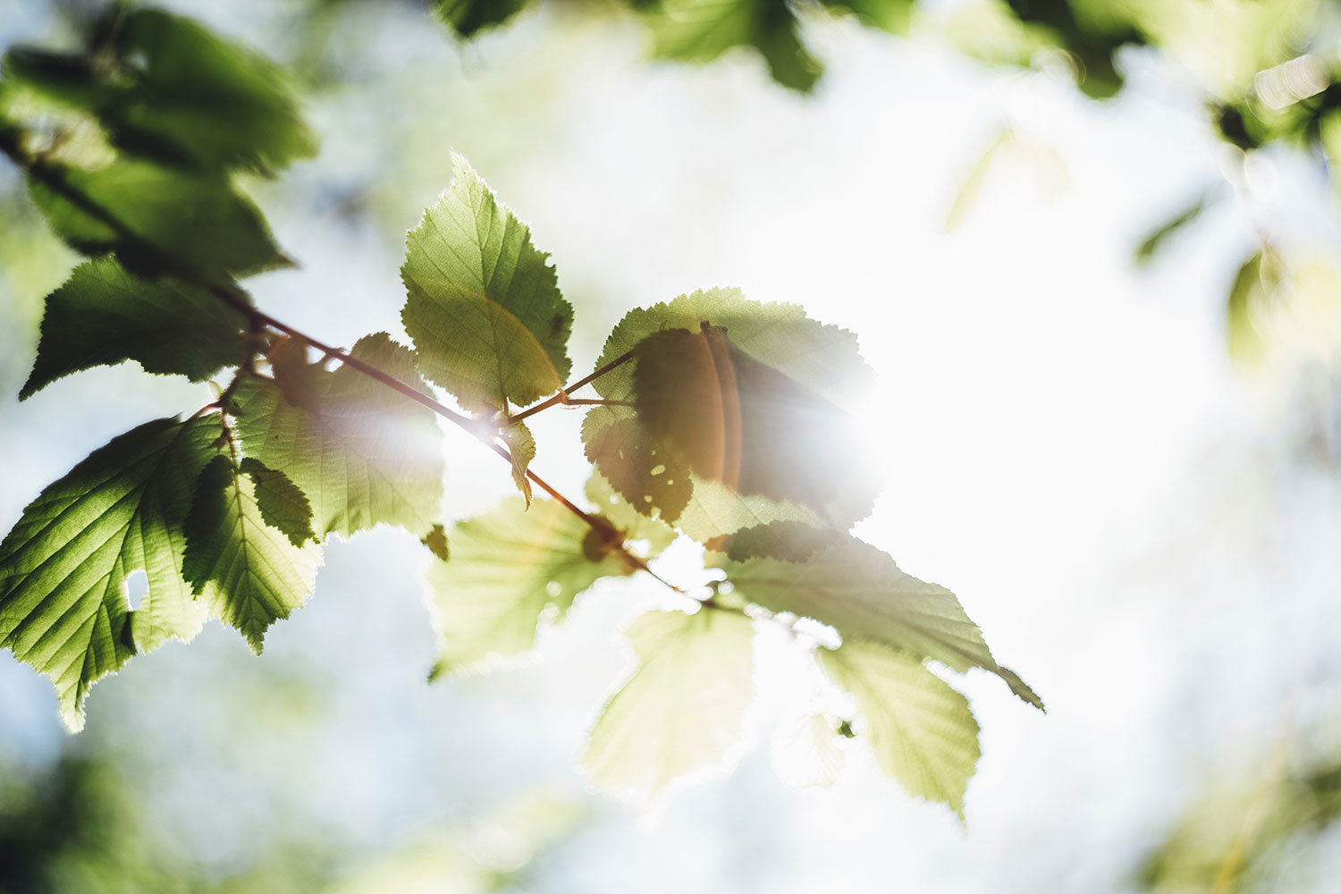 Branch with leaves with light shining from behind it