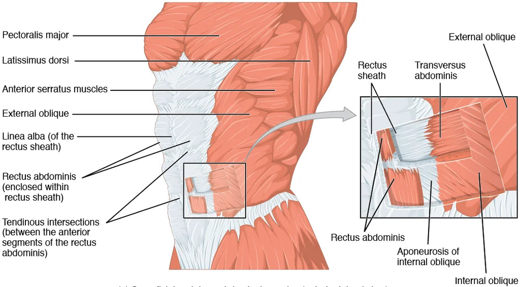 Muscles of the abdomen