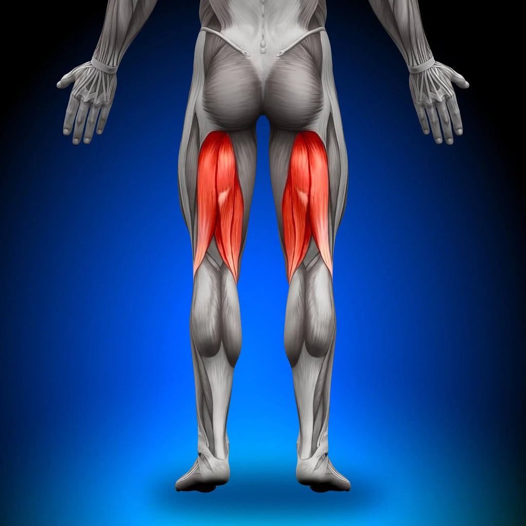 Hamstrings_leg curl machine vs leg extension