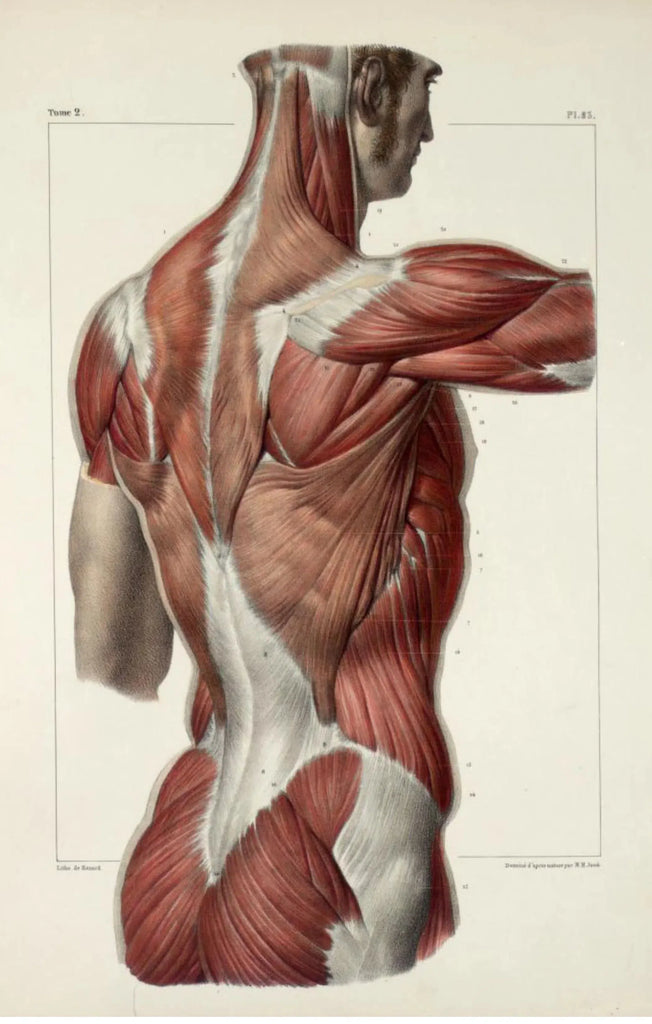 Anatomy of Back