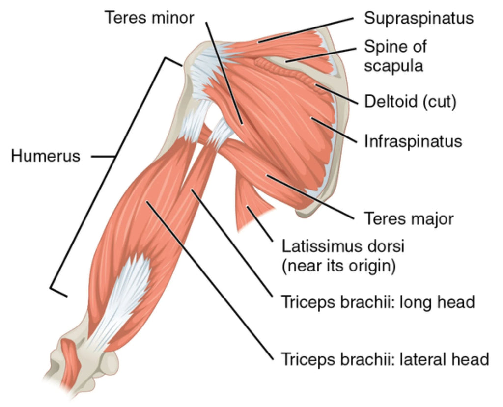 Anatomy of Tricep