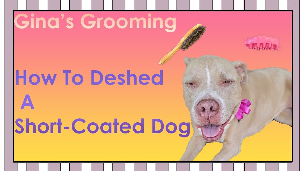 How To Deshed A Short Haired Dog