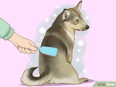 How To Deshed A Short Haired Dog