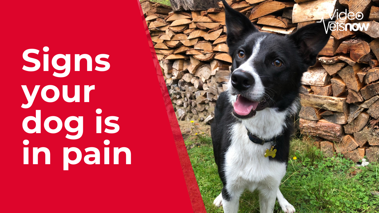Is Panting A Sign Of Pain In Dogs?
