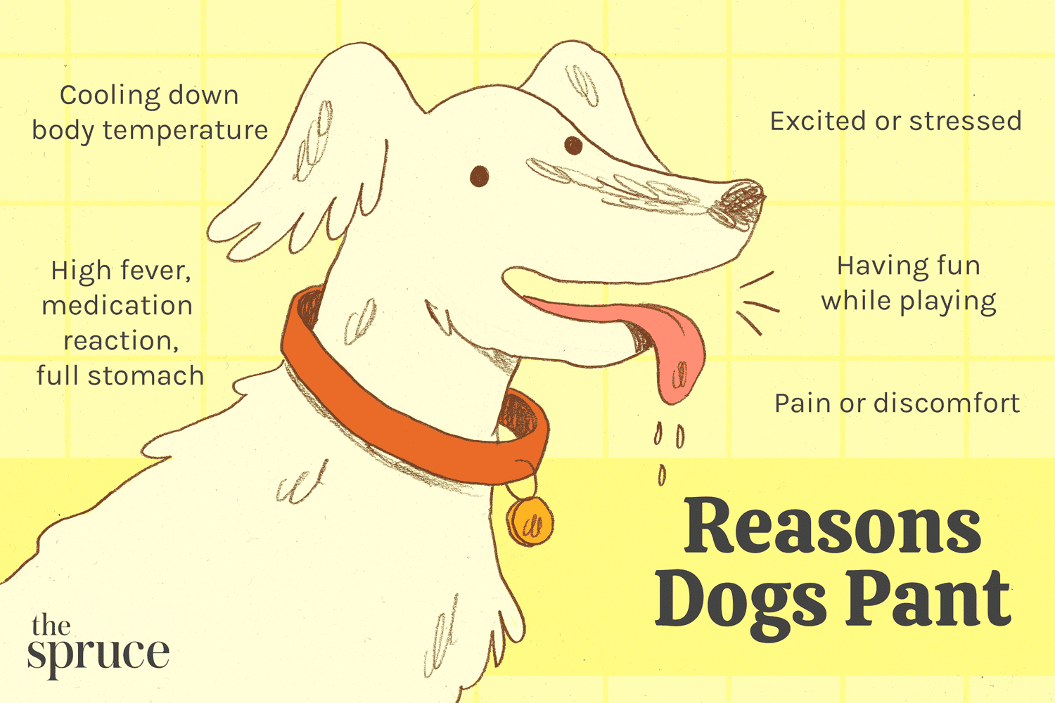 What Does Excessive Panting In Dogs Mean?