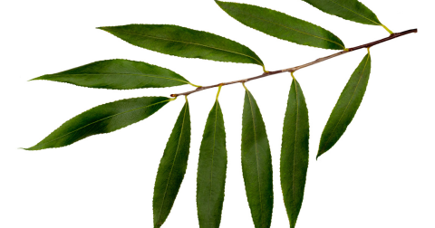 white willow bark (natural salicylic acid)