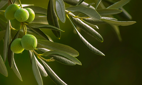 Olive squalene vs olive squalane; what's the difference?