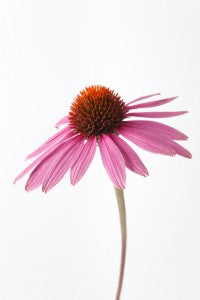 Echinacea