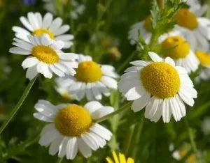 Chamomile (Chamomilla Recutita (Matricaria) Flower)