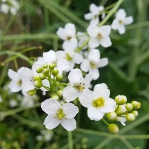 Crambe Abyssinica Seed Oil