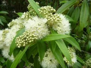 Lemon Myrtle Extract(Backhousia Citriodora Leaf Extract)