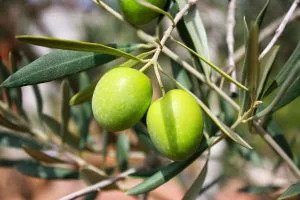 Olive Oil (Olea Europaea Fruit Oil)