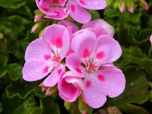 Rose Geranium (Pelargonium Roseum) oil