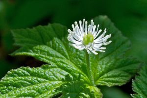 Goldenseal (Hydrastis Canadensis Extract)