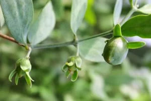 Jojoba beads (Hydrogenated Jojoba Oil)