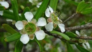 Australian Lemon Scented Tea Tree Oil (Leptospermum Petersonii oil)