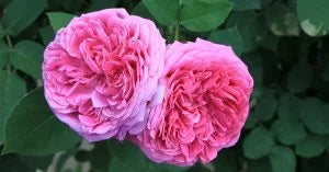 Rosa Damascena Flower Oil