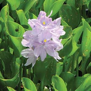 Airmax Shoreline Defense Emergent Weed Control - Water Hyacinth Shown