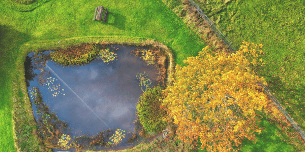 Small pond in fall looking down from the sky