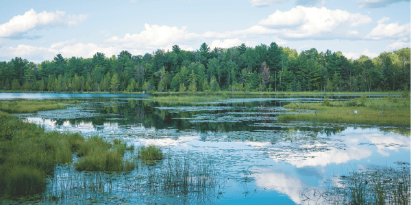 Vast and shallow shiny pond with trees in the background