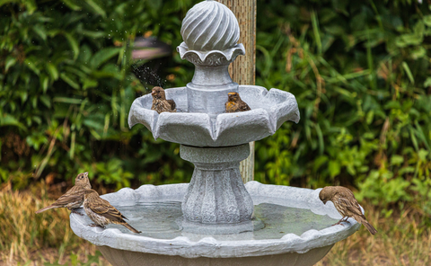 Bird Bath