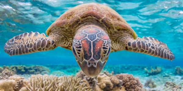 Great Barrier Reef Turtle