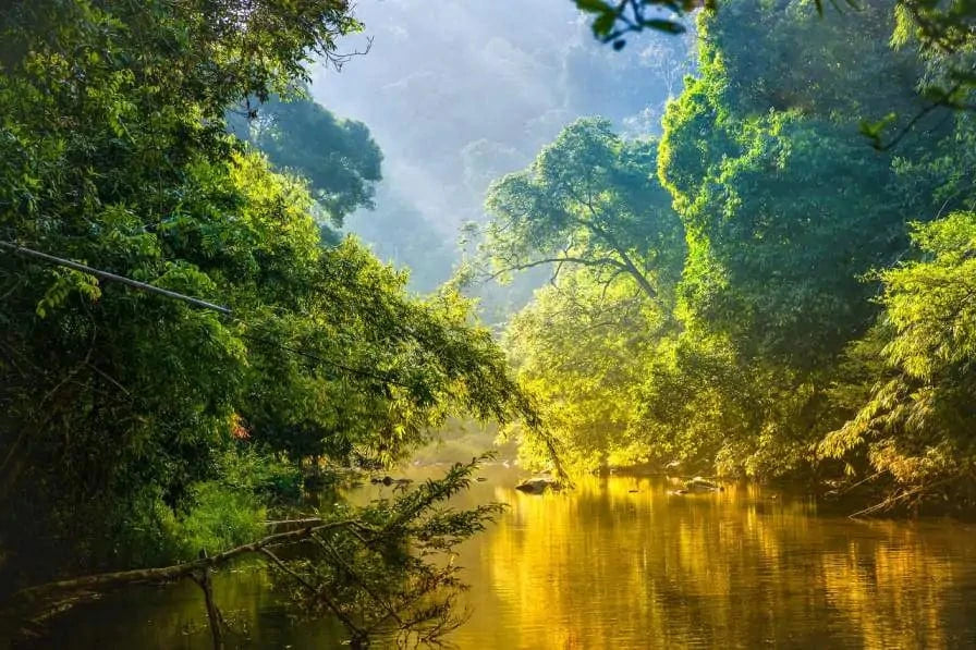 Amazon Forest