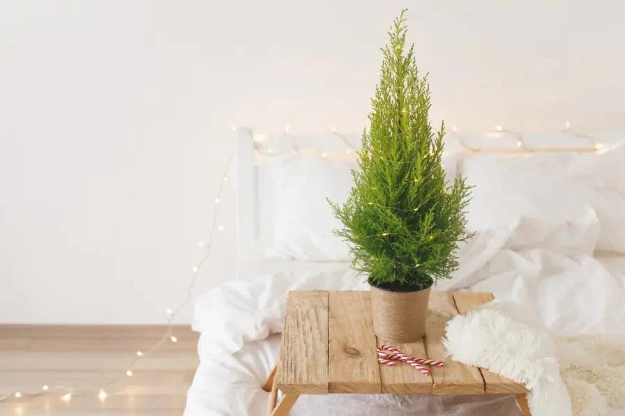 Living Christmas Tree