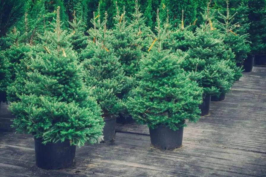 Potted Christmas Tree
