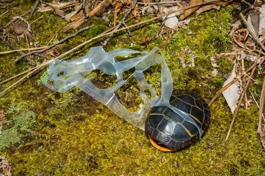 Turtle Stuck in Six-Pack Ring