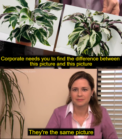 Calathea White Fusion vs. Calathea Stella meme - The Office