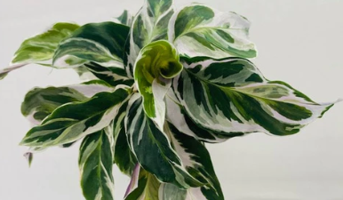 Calathea Fusion White