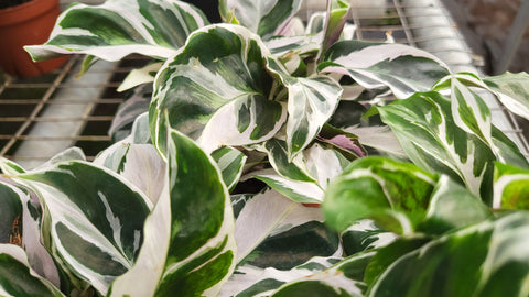 Calathea Fusion White