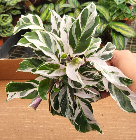 Calathea White Fusion