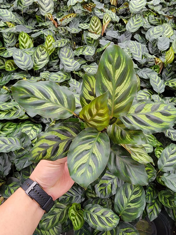 Calathea Makayona