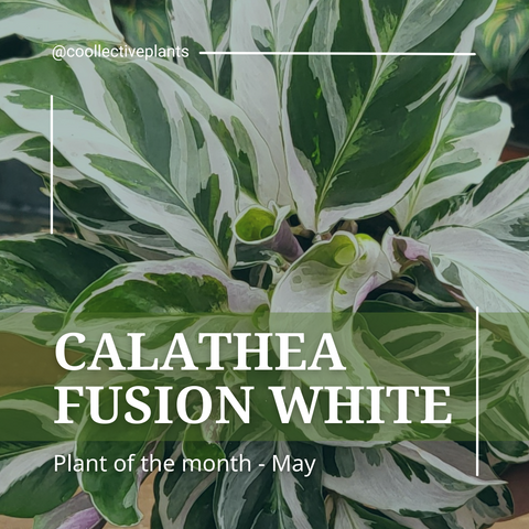 Calathea Fusion White