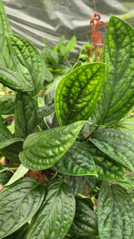 Monstera Peru