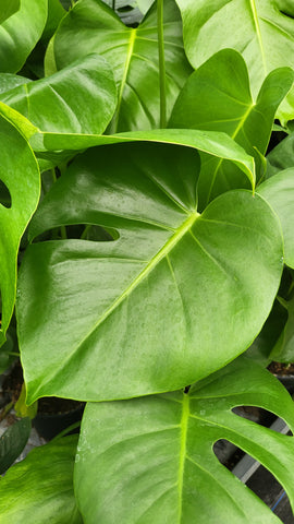 Monstera Deliciosa