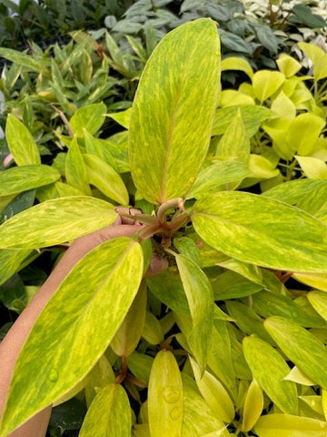 Philodendron Painted Lady