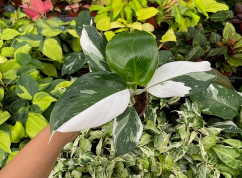 Philodendron White Wizard