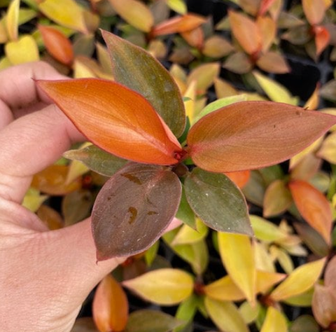 Philodendron Sun Red