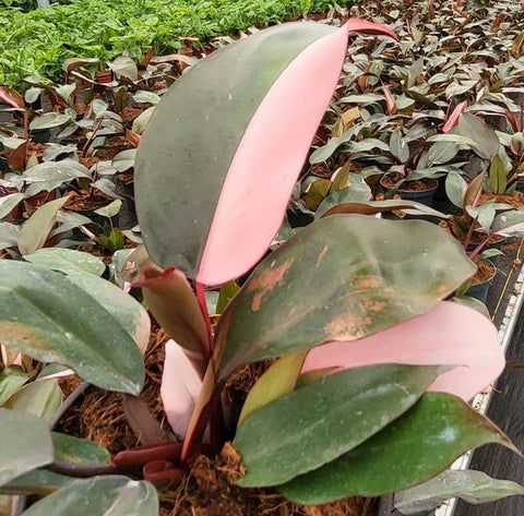 Philodendron Pink Princess