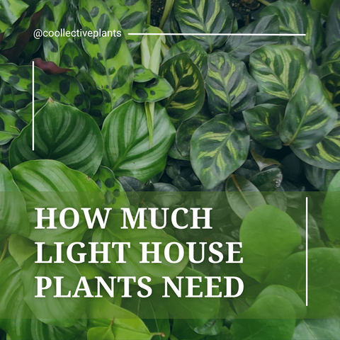 How much light house plants need