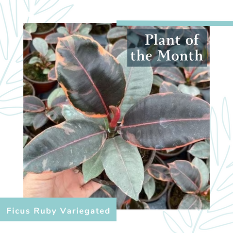 Plant of the month