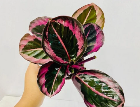 Calathea Rosceapicta Jessey Princess