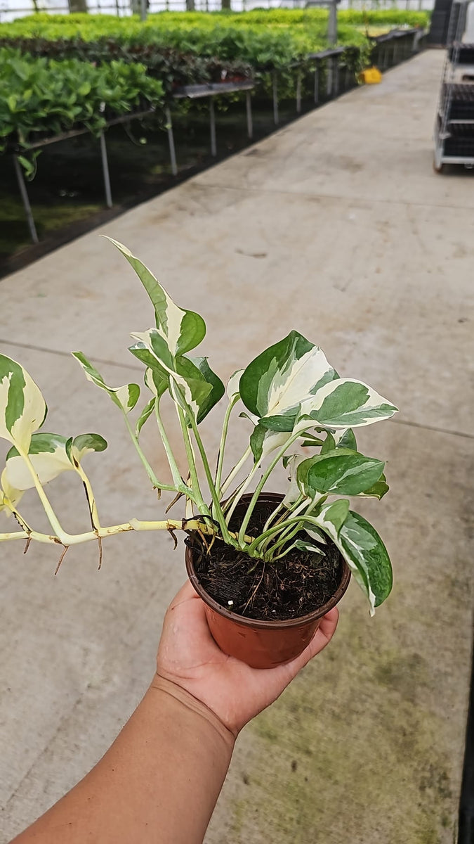 4" Pothos Mangula