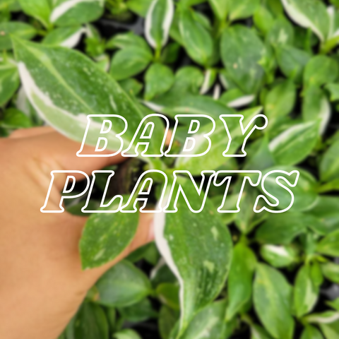 Coollective baby plants