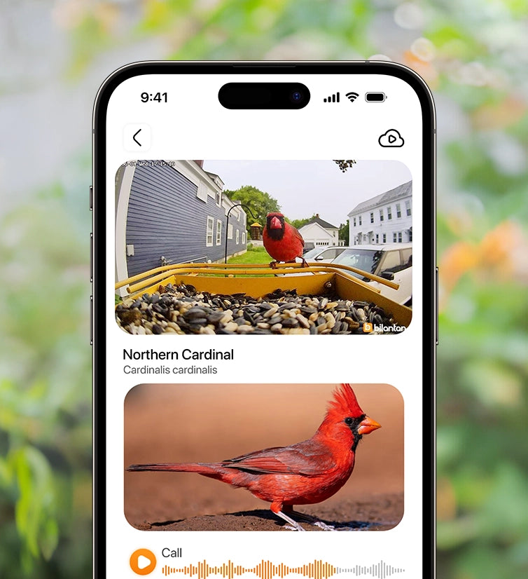 subscription free bird feeder camera