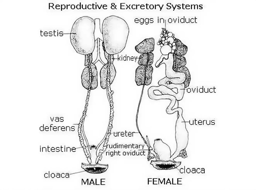 Bird Anatomy Reproductive Organs