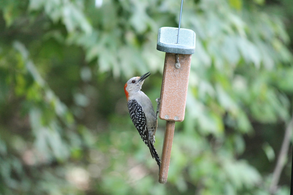 How to DIY Bird Feeder Camera Best Suited for You